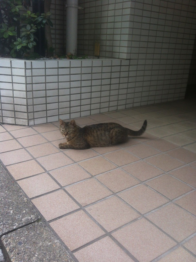 失礼 ます 夜 し 分 に